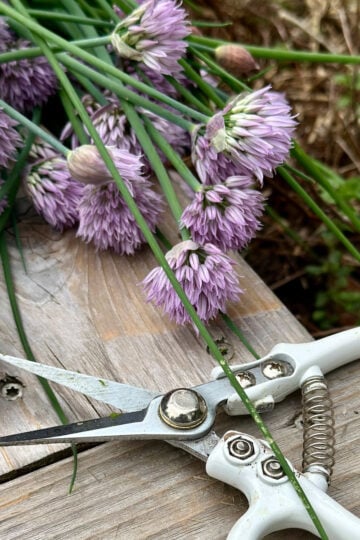 Chive flowers with clippers.