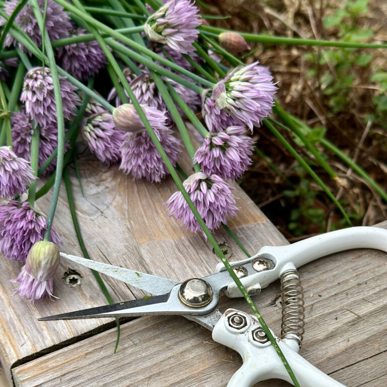 Chive flowers with clippers.