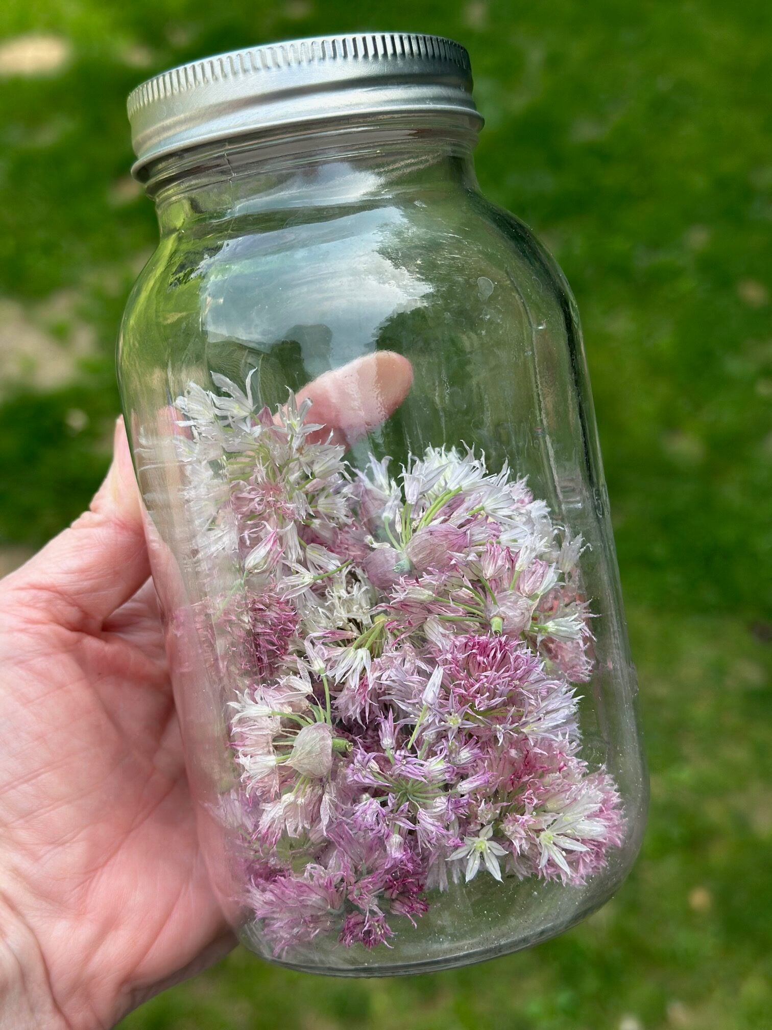 Chive flowers in a jar. 