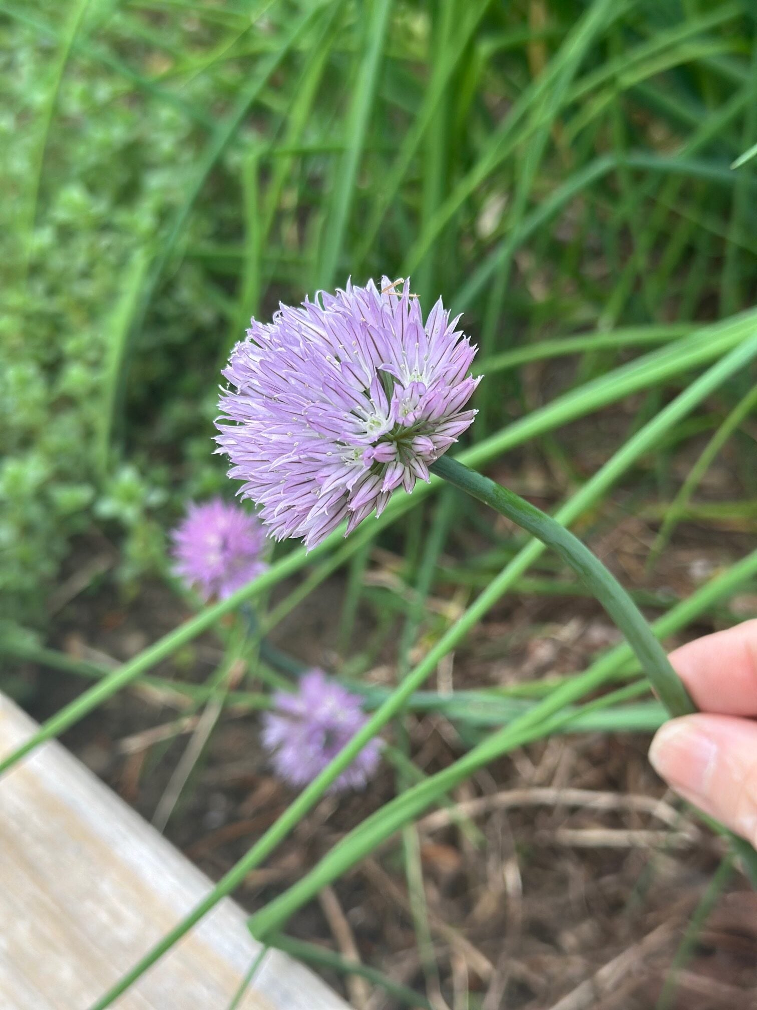 Holding a chive flower in the garden. 