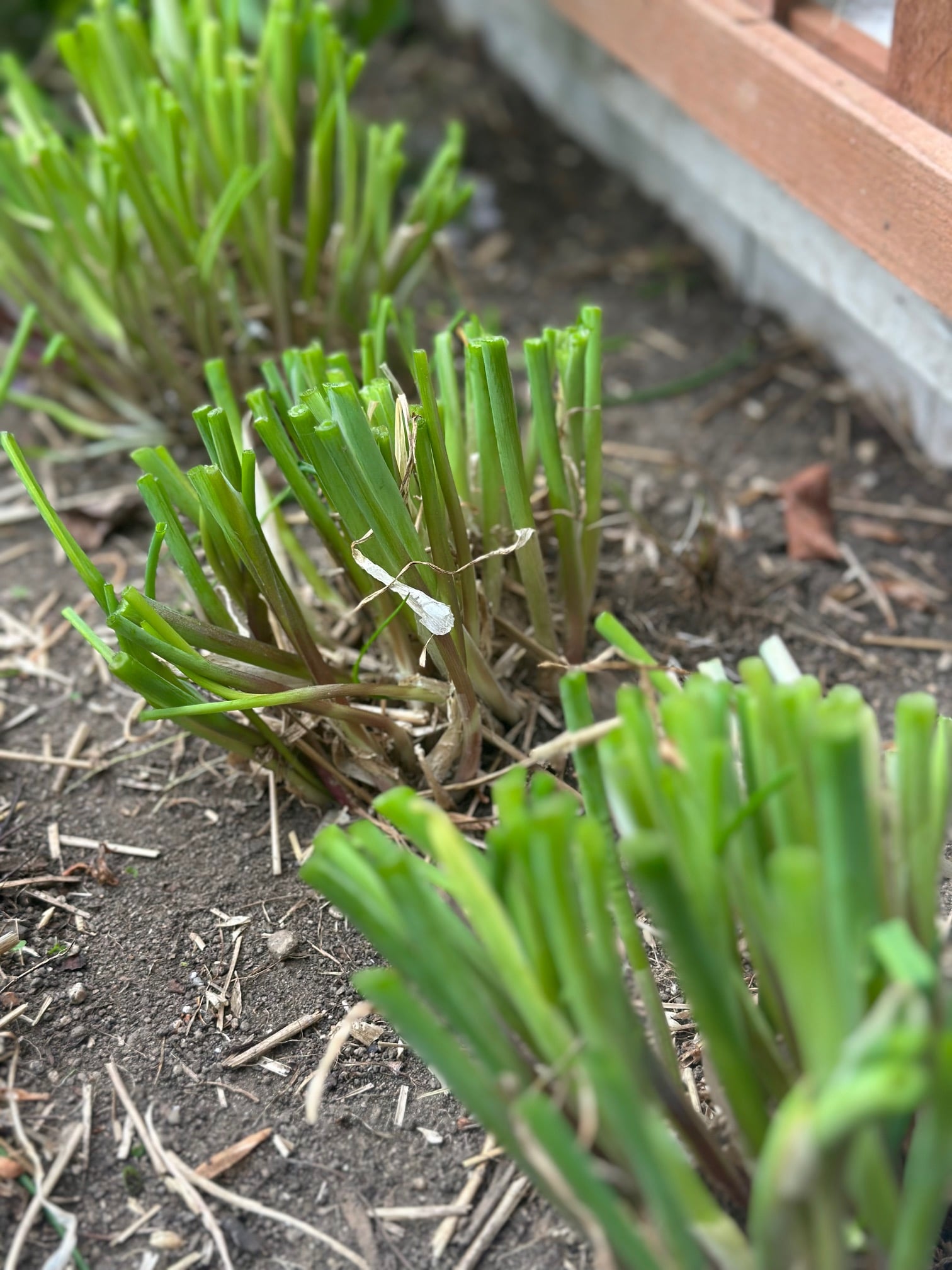 Chive plants cut back in the spring.