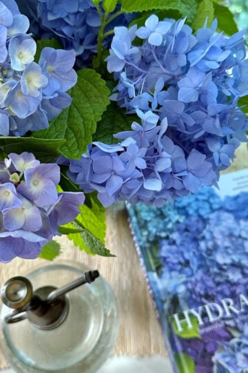Cut hydrangeas in a vase with a book on hydrangeas.