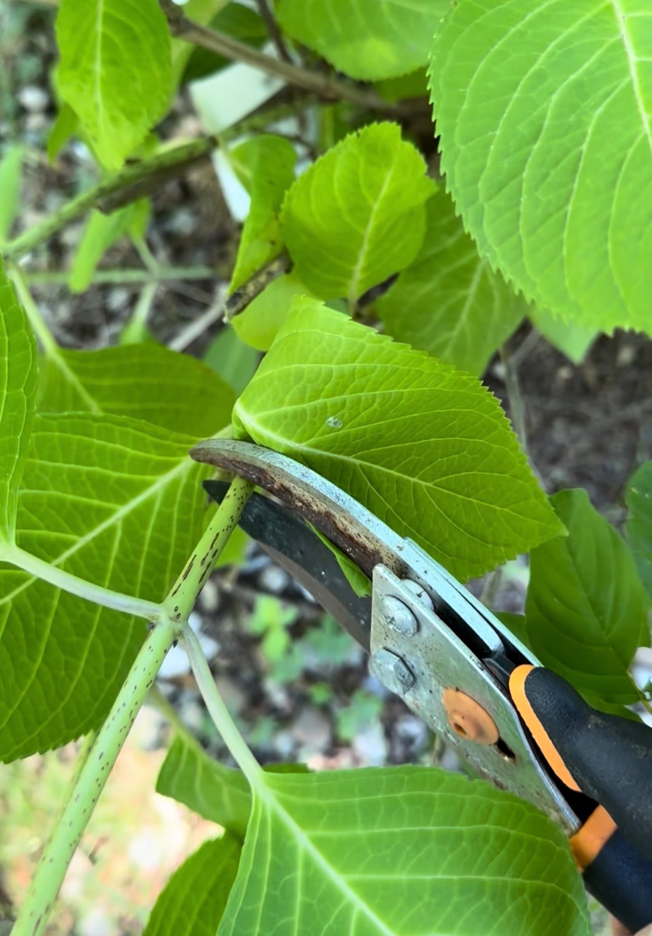 Cutting a hydrangea stem. 