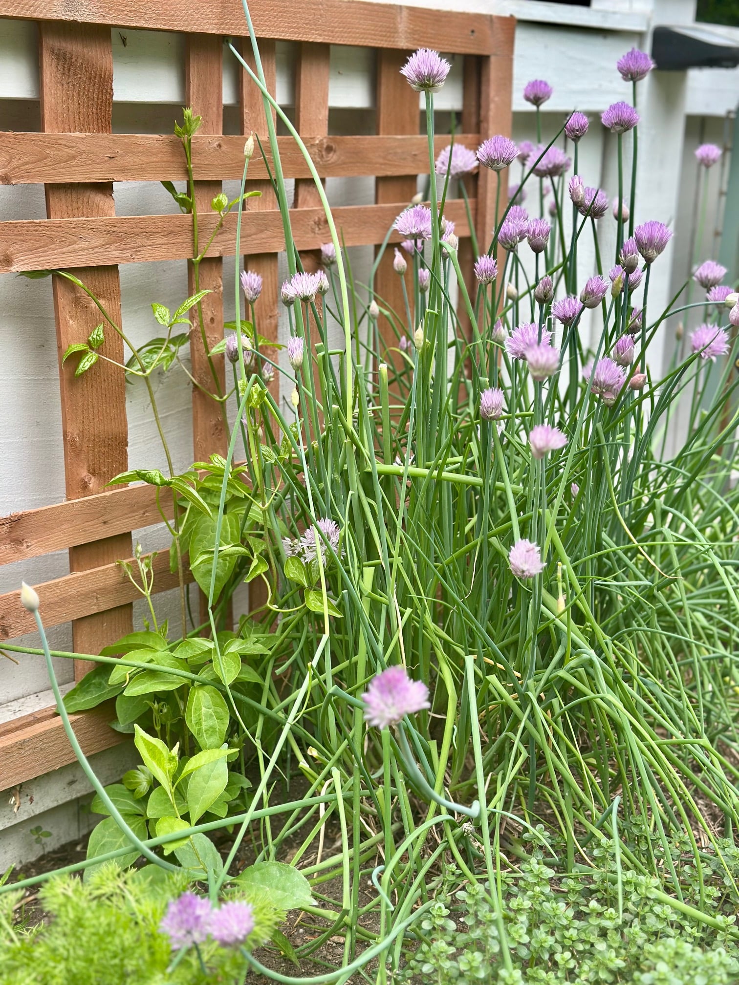 Chive flowers in a raised bed garden. 