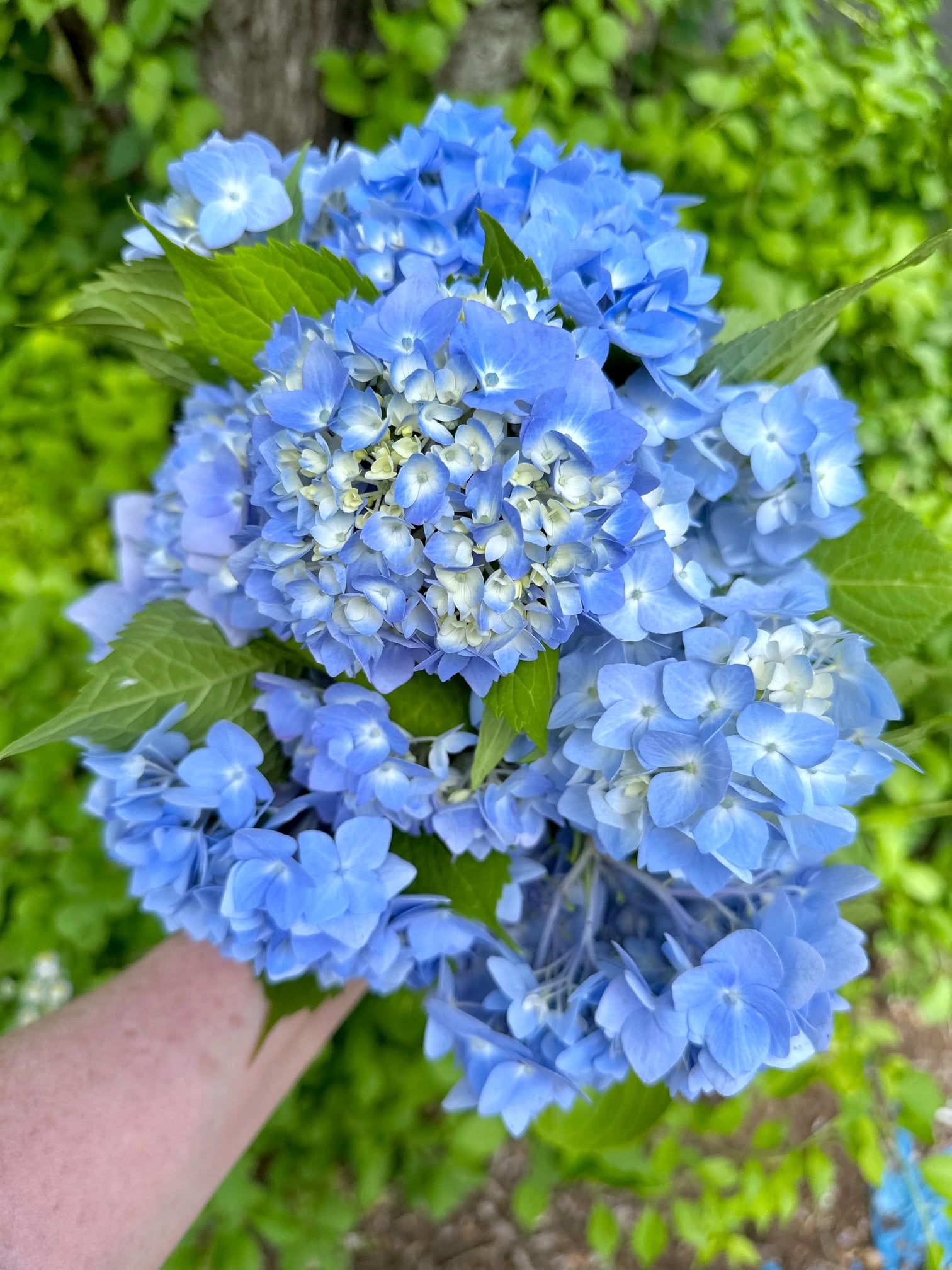 Big bouquet of blue hydrangeas. 