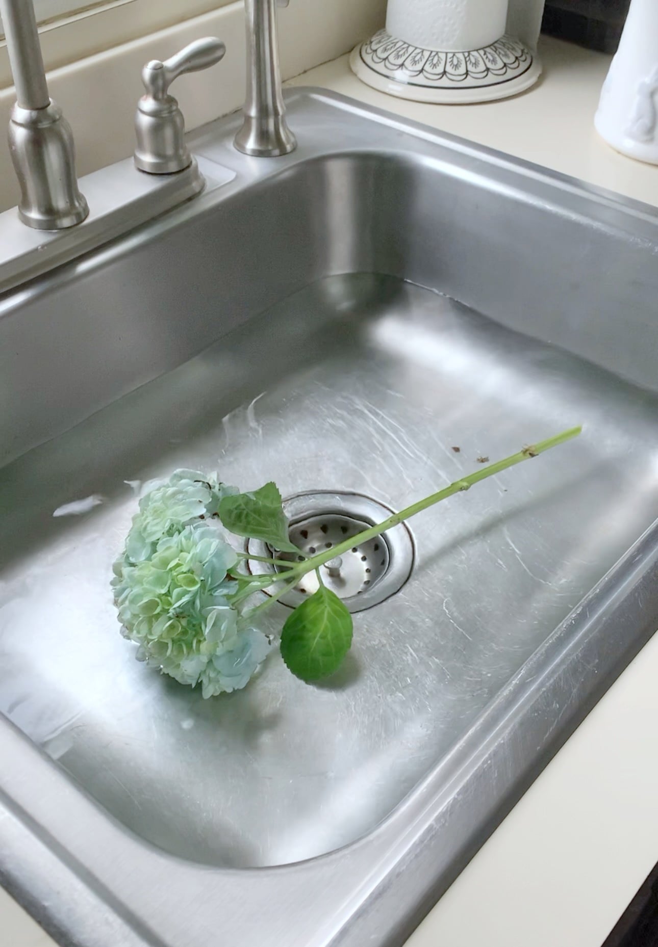 The cut hydrangea stem floating in water. 