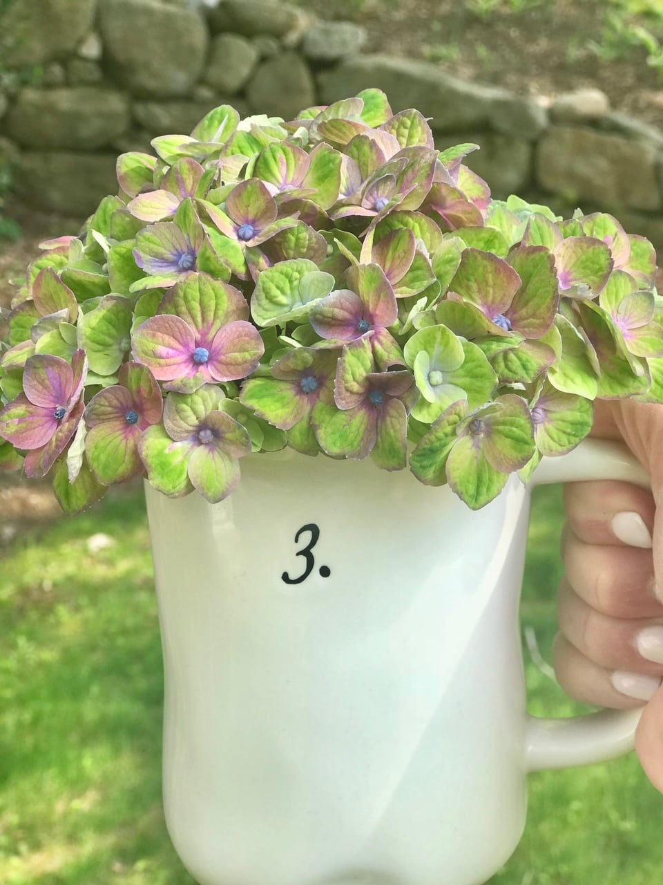 Green and pink hydrangea blooms in a mug. 