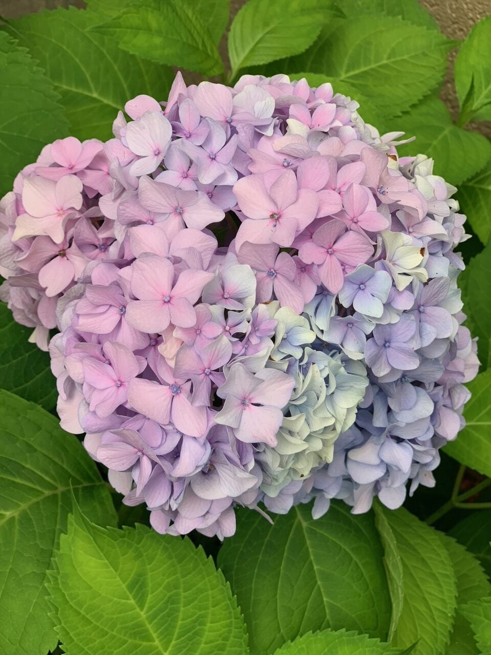 Large pink and purple cut hydrangeas. 