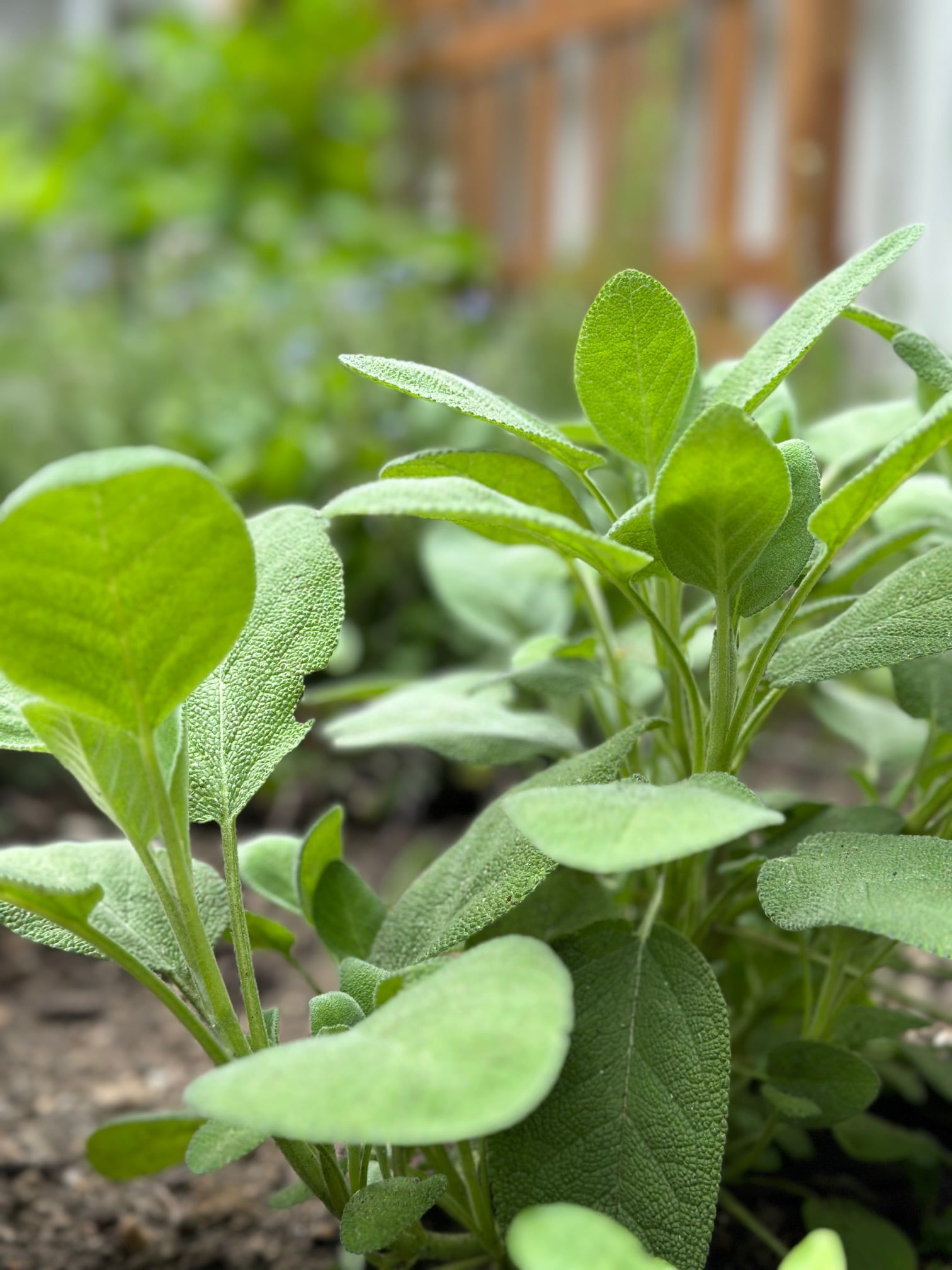 Sage standing tall in a garden. 
