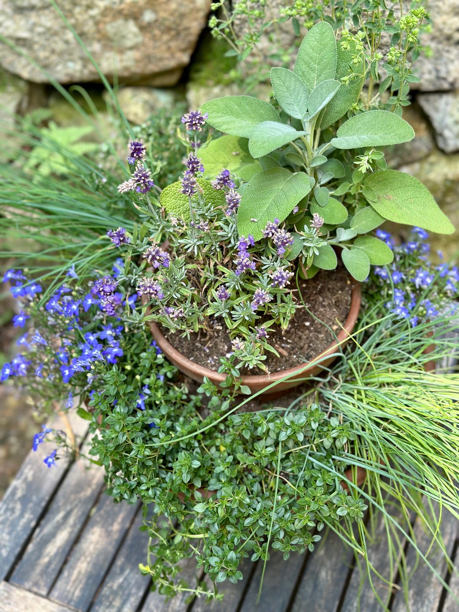 Sage planted with lavender in a tiered planter. 