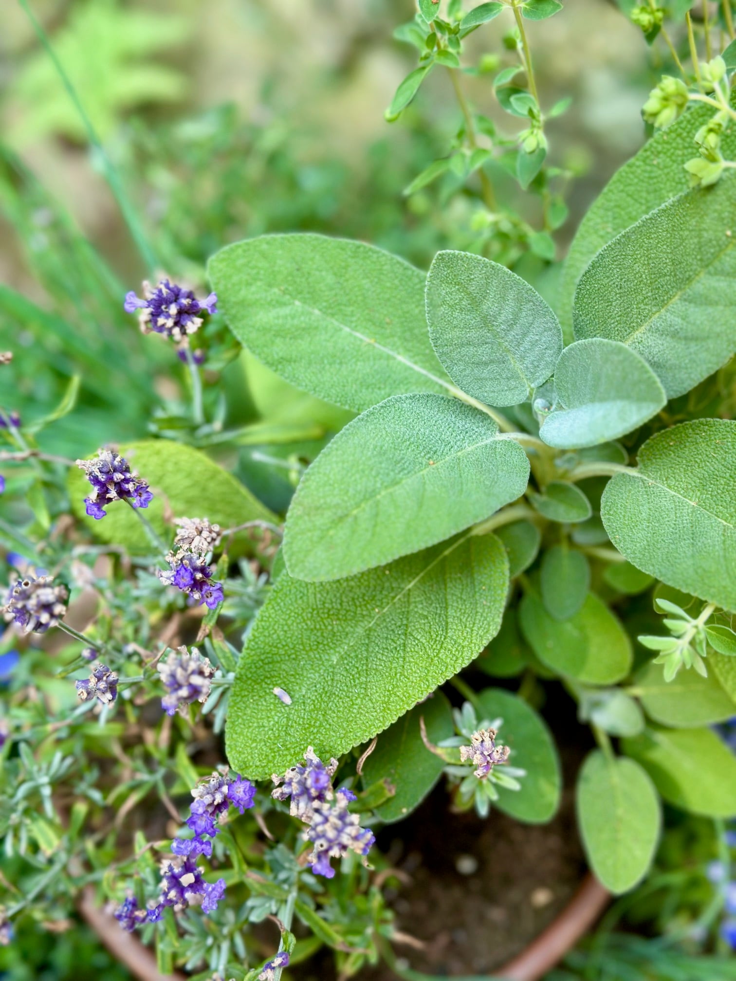 Sage with lavender as a companion plant. 