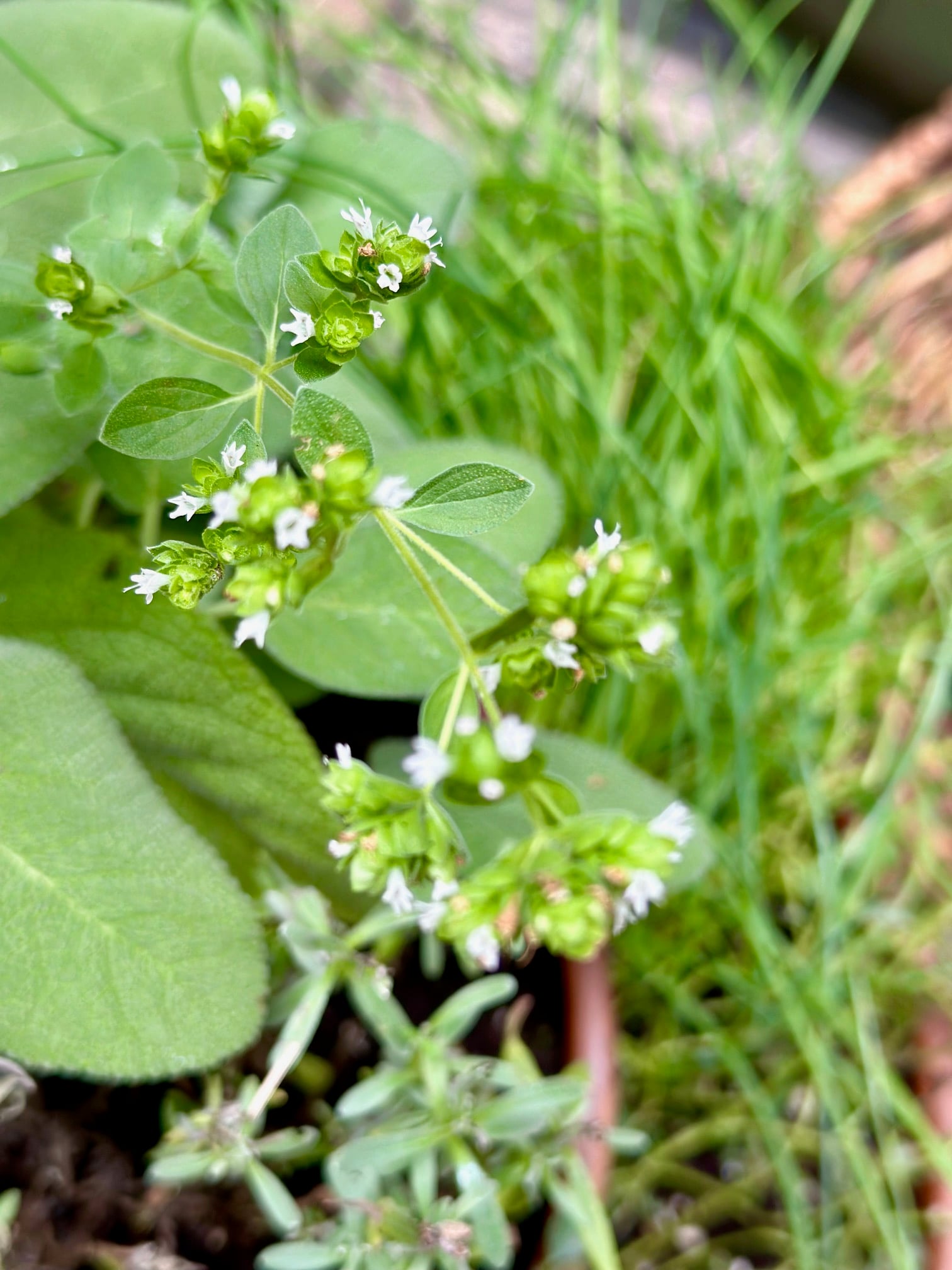 Sage with flowering oregano in a container. 