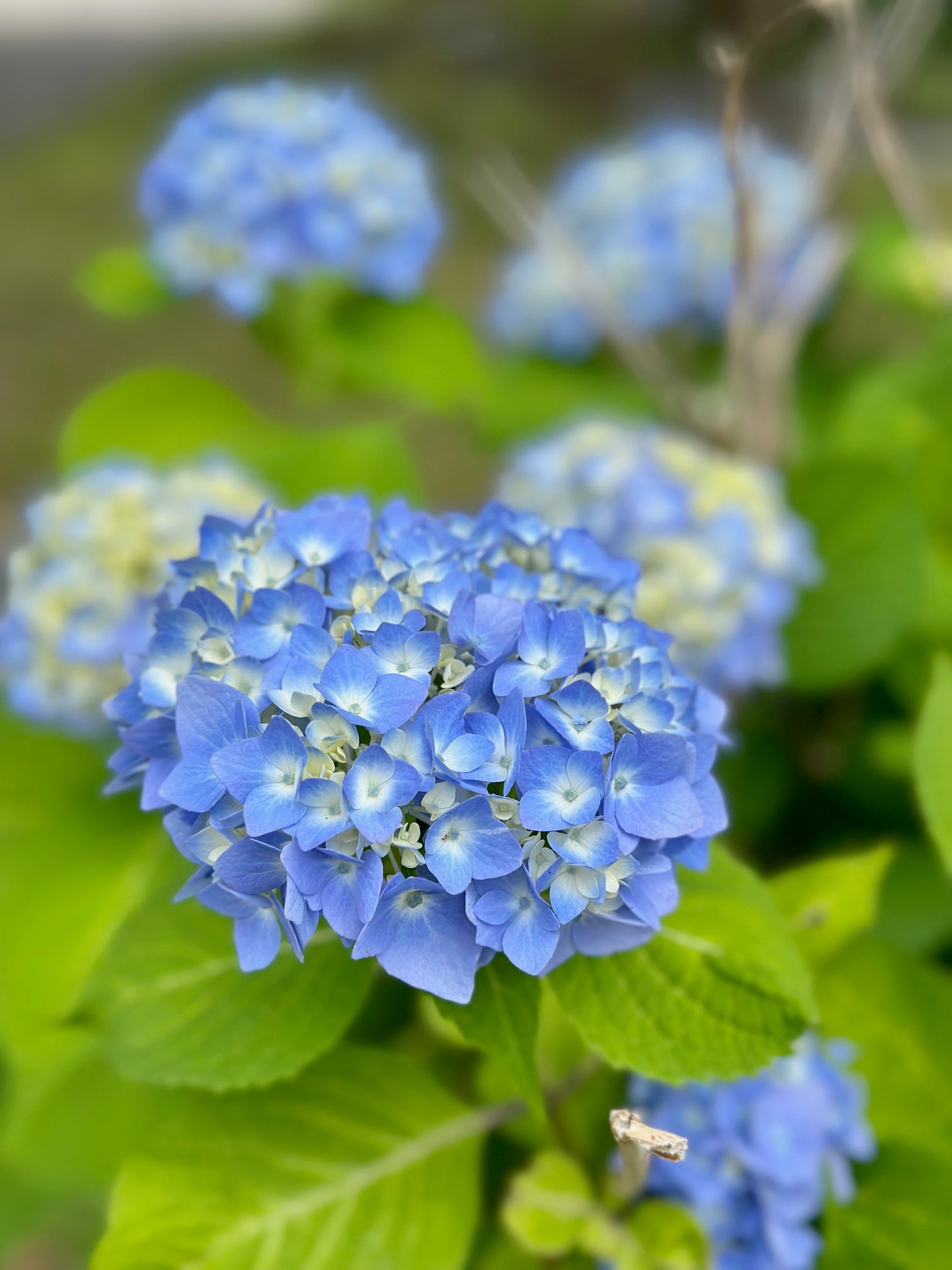 Small blue hydrangea in a garden. 
