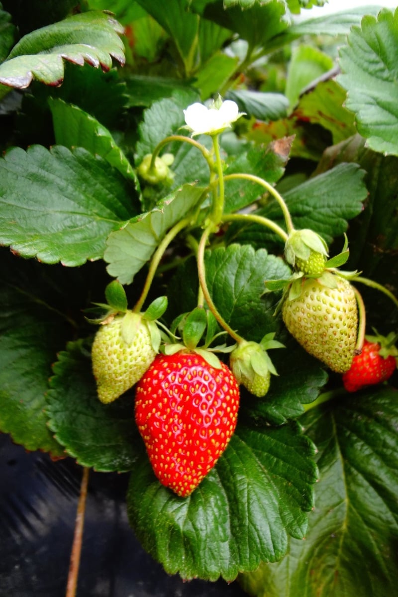 Strawberries as a companion plant with sage. 
