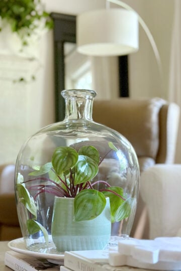 Decluttering checklist, a plant placed under a cloche with coffee table books.