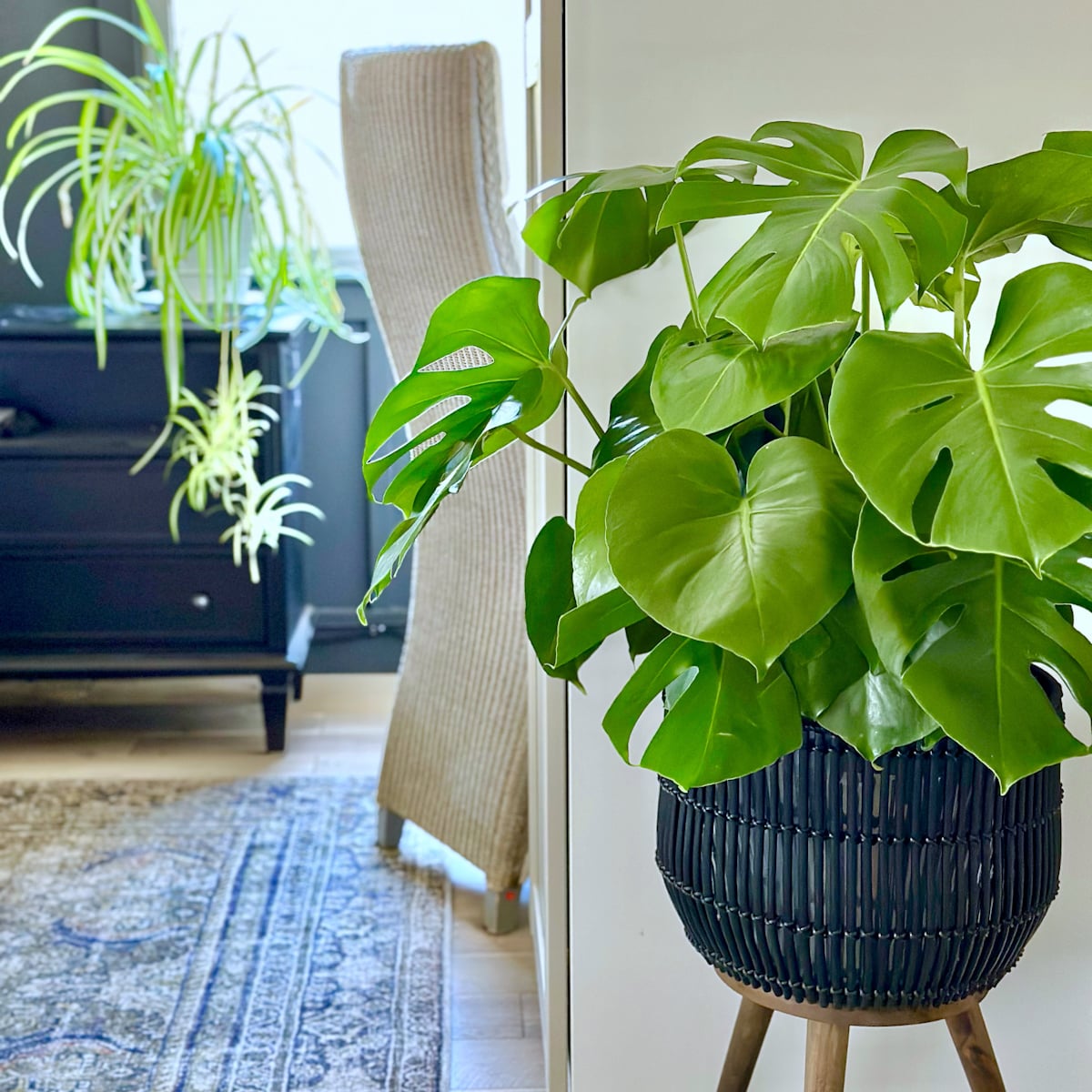 Plants on a night stand and a monstera plant in a basket.