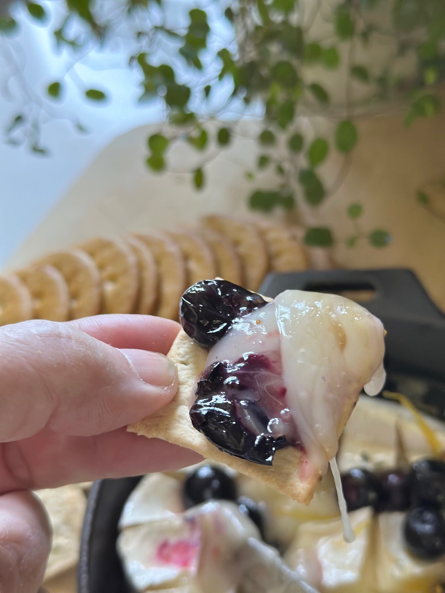 cracker with a scoop of blueberry baked brie. 