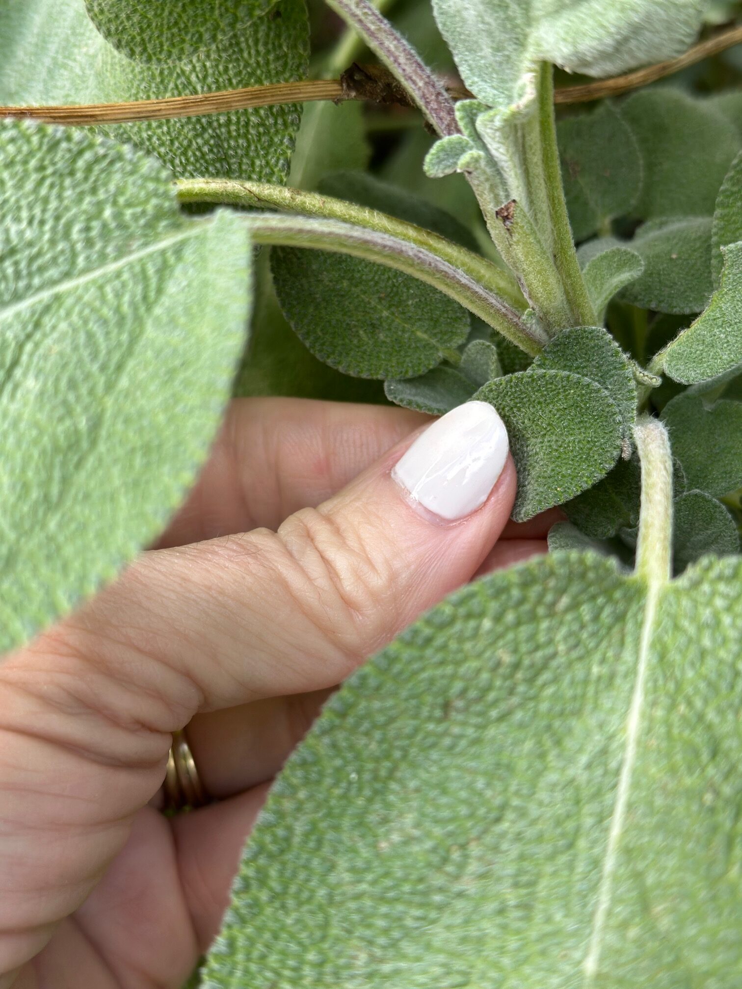 Sage from my garden. I use the smaller leaves for this recipe.