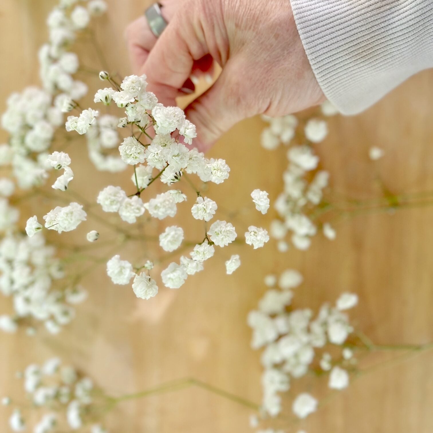 Holding a cluster of baby's breath. 